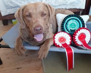 Sharon's Isla with her rally rosettes