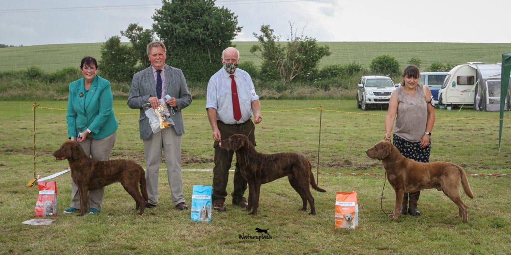 chesapeake bay retriever club