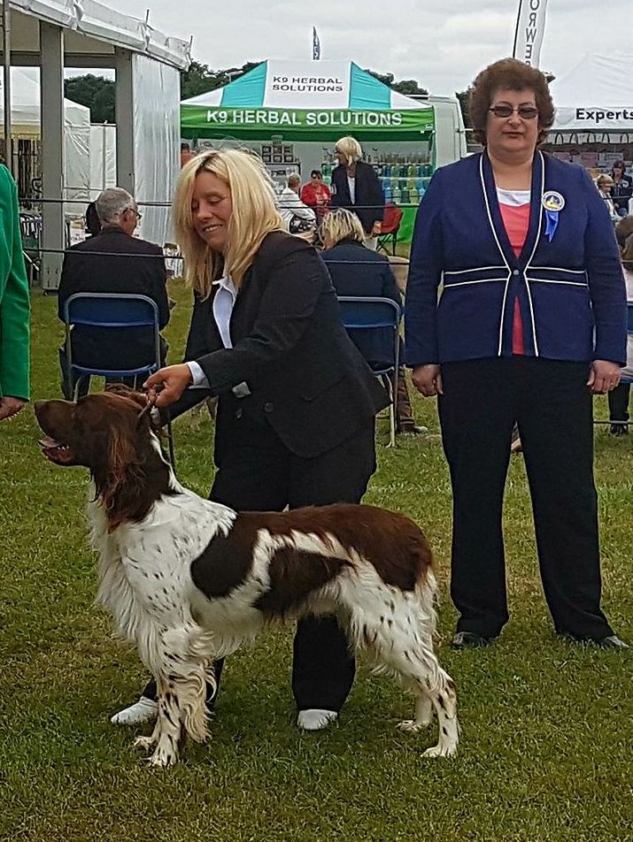 Long haired pointer at a dog show